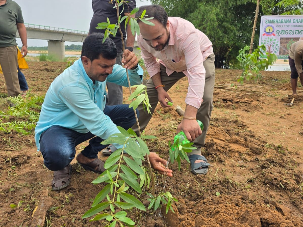 Sapling Plantation